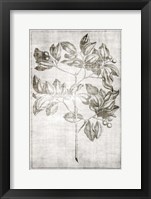 Antique Palm 2 Framed Print