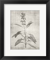 Sepia Botanical 1 Fine Art Print