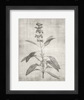 Sepia Botanical 1 Framed Print