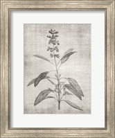Sepia Botanical 1 Fine Art Print