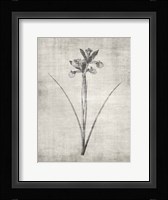 Sepia Botanical 2 Framed Print