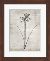 Sepia Botanical 2 Fine Art Print