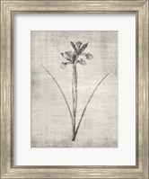 Sepia Botanical 2 Fine Art Print