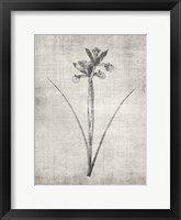 Sepia Botanical 2 Framed Print