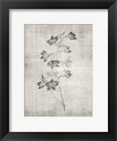 Sepia Botanical 3 Fine Art Print