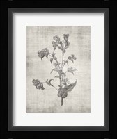 Sepia Botanical 4 Framed Print