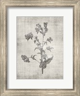 Sepia Botanical 4 Fine Art Print