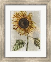 Sunflower 1 Fine Art Print