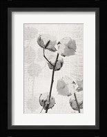 Cotton Stem 2 Framed Print