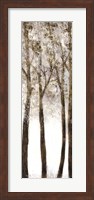 Wooded Grove 1 Fine Art Print