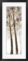 Wooded Grove 2 Fine Art Print