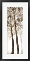 Wooded Grove 2 Framed Print