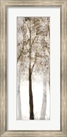 Wooded Grove 3 Fine Art Print
