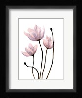 Fresh Growth 1 Framed Print