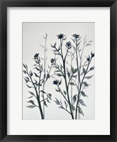 Botanical Inspiration 2 Framed Print