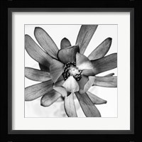 Flower Fine Art Print