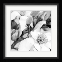 Magnolia Fine Art Print