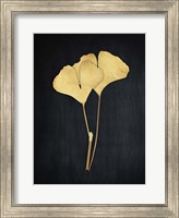 Midas Ginkgo 1 Fine Art Print