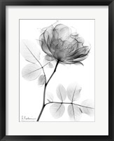 Rose Dynasty 1 Fine Art Print