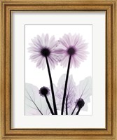 Gerbera-B23-Color Fine Art Print