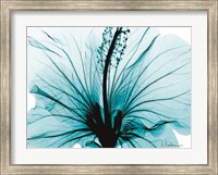 Aqua Hibiscus Fine Art Print
