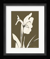 Iris Fall Framed Print