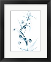 Blue Globe Lily Fine Art Print