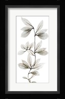 Sandy Wonder 1 Framed Print