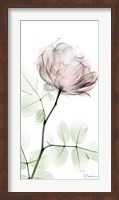 Loving Rose 1 Fine Art Print