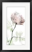 Loving Rose 1 Framed Print