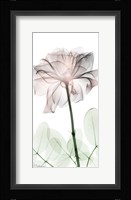 Loving Rose 2 Framed Print