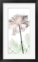 Loving Rose 2 Framed Print