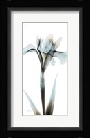 Sea Infused Iris 1 Framed Print
