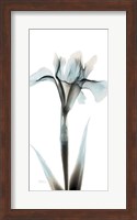 Sea Infused Iris 1 Fine Art Print