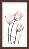 Strawberry Infused Tulips Fine Art Print