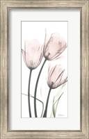 Strawberry Infused Tulips Fine Art Print
