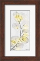 Eucalyptus Sunshine 1 Fine Art Print