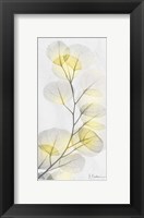 Eucalyptus Sunshine 1 Fine Art Print