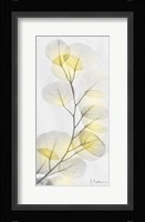 Eucalyptus Sunshine 1 Fine Art Print