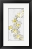 Eucalyptus Sunshine 2 Fine Art Print