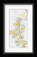 Eucalyptus Sunshine 2 Fine Art Print