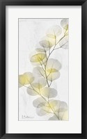 Eucalyptus Sunshine 2 Framed Print