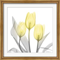 Brilliant Tulips 1 Fine Art Print
