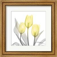 Brilliant Tulips 1 Fine Art Print