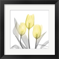 Brilliant Tulips 1 Fine Art Print