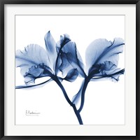 Indigo Orchid Fine Art Print