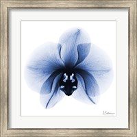 Indigo Infused Orchid 1 Fine Art Print
