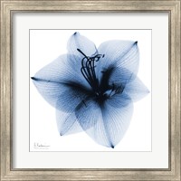 Indigo Amaryllis 1 Fine Art Print