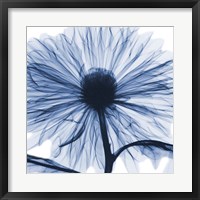 Indigo Chrysanthemum Fine Art Print