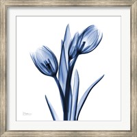 Indigo Loved Tulips Fine Art Print